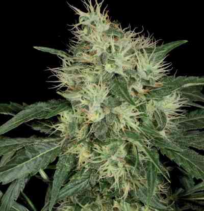 Rambo > T.H. Seeds | Reguläre Hanfsamen  |  Sativa